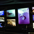 Video monitors showing different species of whales